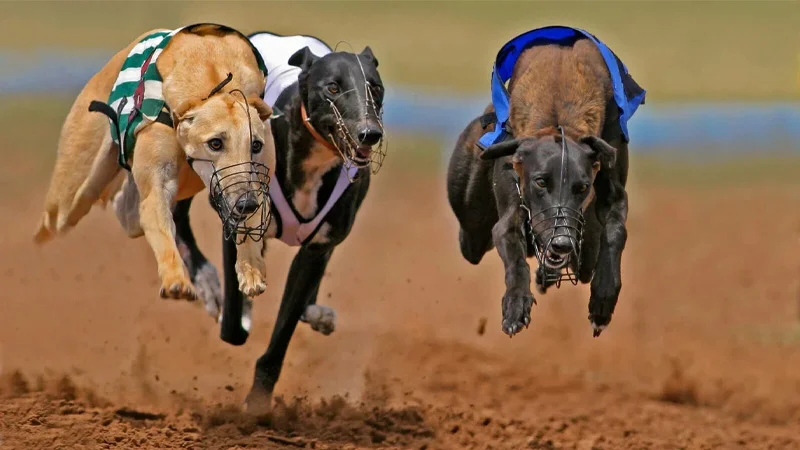 Học hỏi mẹo để cược đua chó mang đến chiến thắng